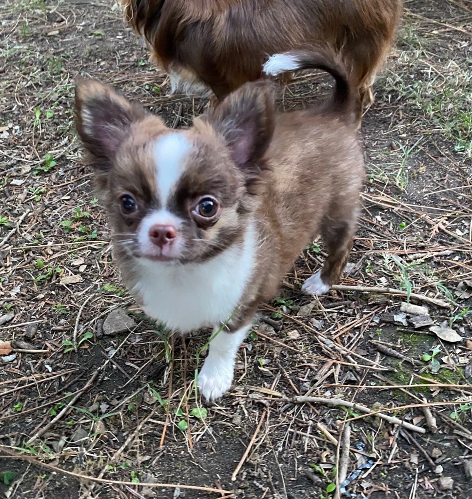 Du Coeur De Manaví - Sasha est parti dans sa nouvelle famille