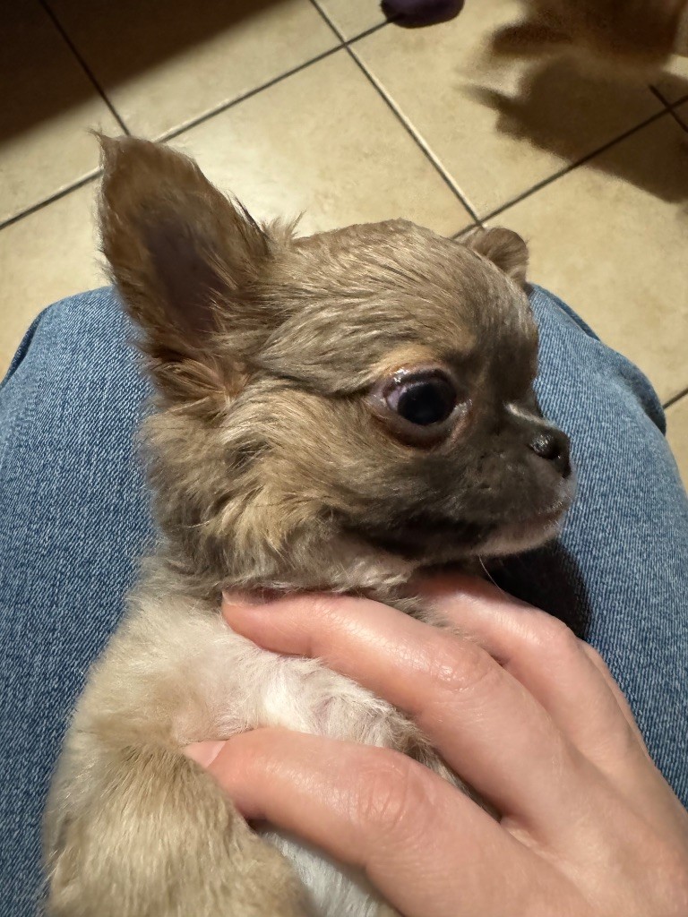 Du Coeur De Manaví - Chiot disponible  - Chihuahua