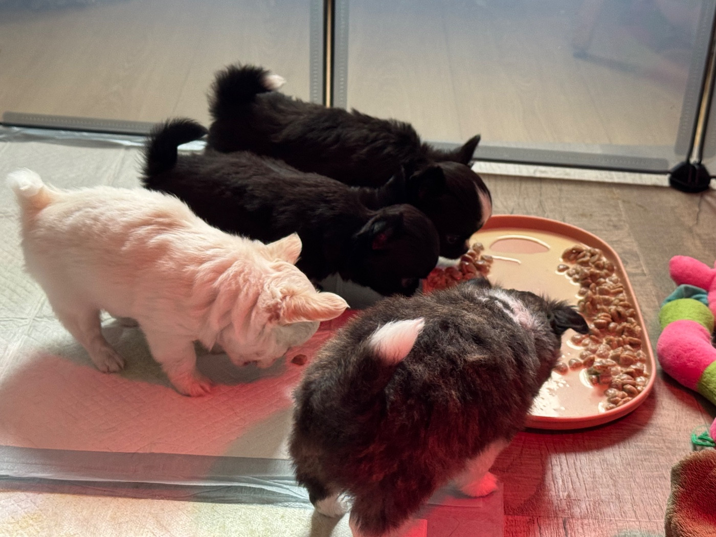 Chiot Chihuahua Du Coeur De Manaví