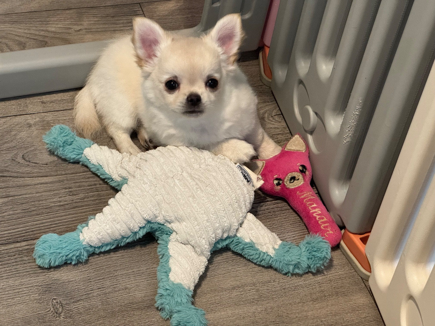 Du Coeur De Manaví - Chihuahua - Portée née le 12/09/2025