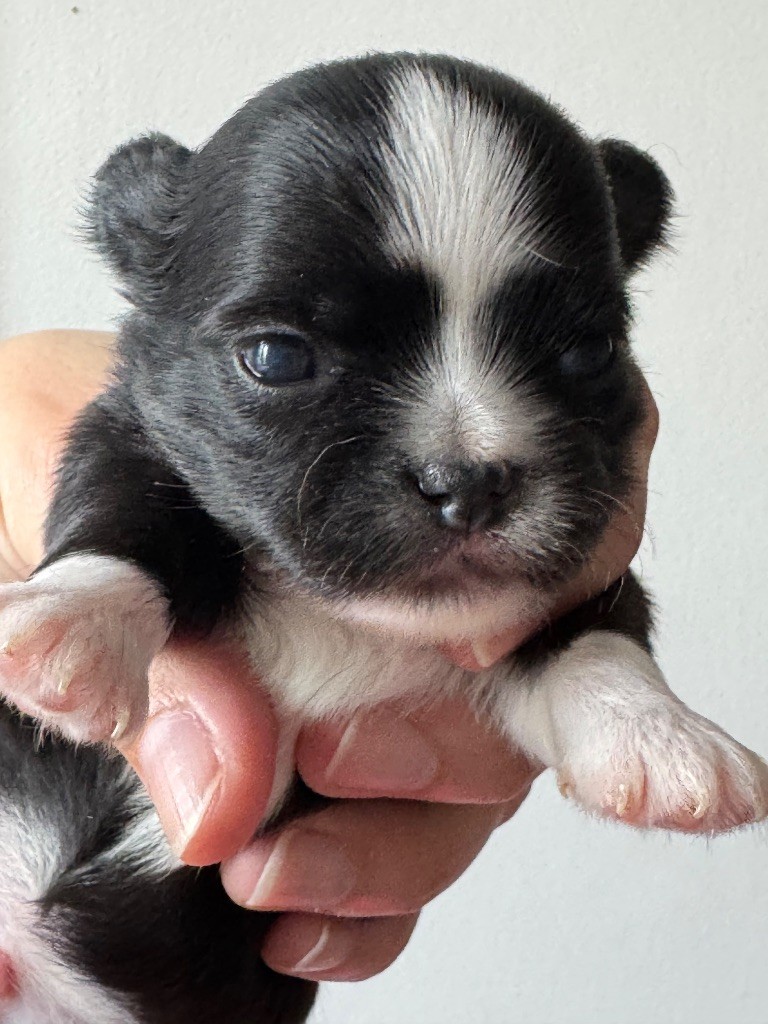 Du Coeur De Manaví - Chiots disponibles - Chihuahua