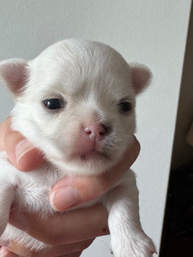 Du Coeur De Manaví - Chiots disponibles - Chihuahua